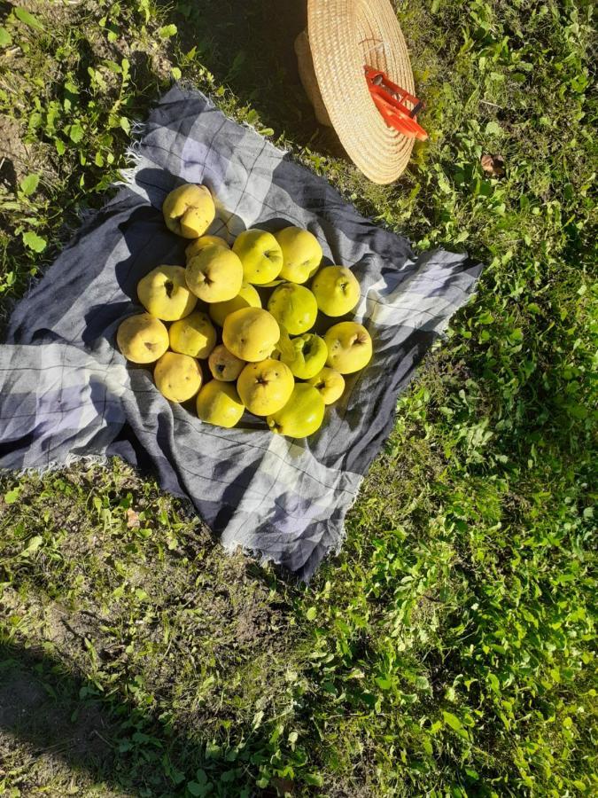 Quinta Da Peca Douro Vinhateiro Вила Реал Екстериор снимка