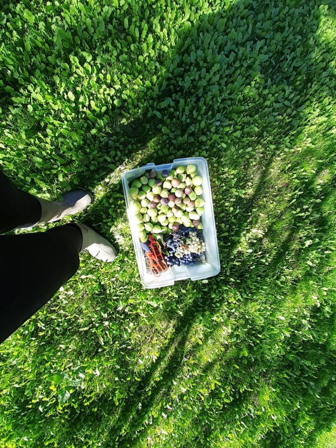 Quinta Da Peca Douro Vinhateiro Вила Реал Екстериор снимка