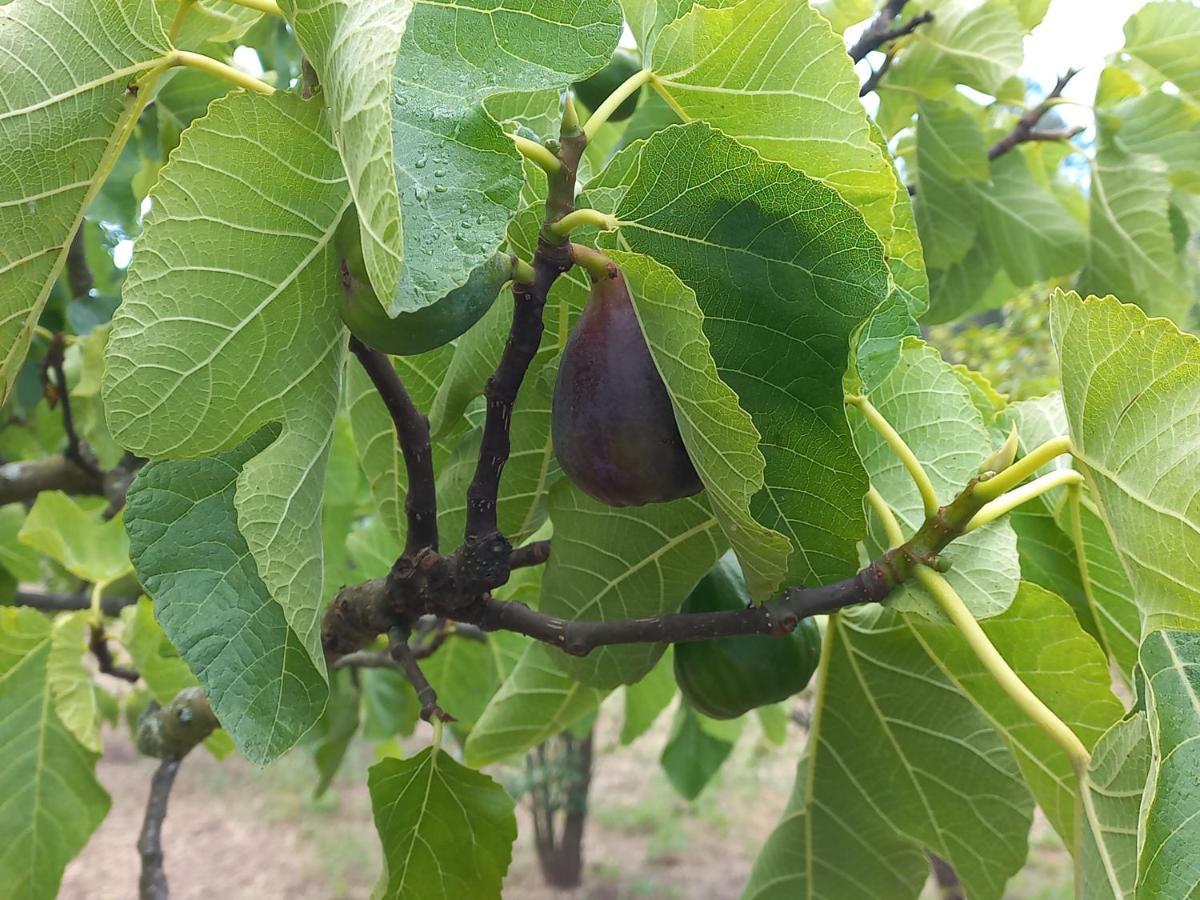 Quinta Da Peca Douro Vinhateiro Вила Реал Екстериор снимка